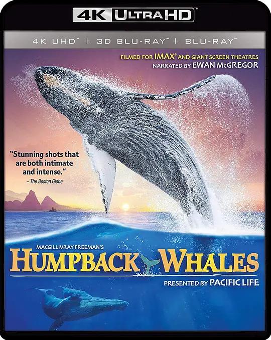 [4K蓝光原盘][纪录片] 座头鲸 Humpback Whales (2015) / 座头鲸的鸣歌 / Humpback Whales 2015 DOCU 2160p BluRay REMUX HEVC HDR DTS-HD MA TrueHD 7.1 Atmos