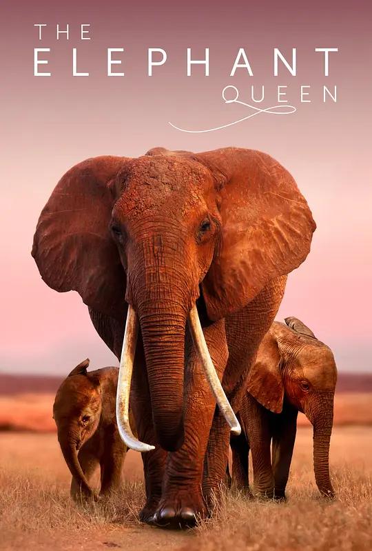 [4K纪录片] 大象女王 The Elephant Queen (2018) / The.Elephant.Queen.2019.2160p.ATVP.WEB-DL.DDP5.1.Atmos.DV.MP4.x265