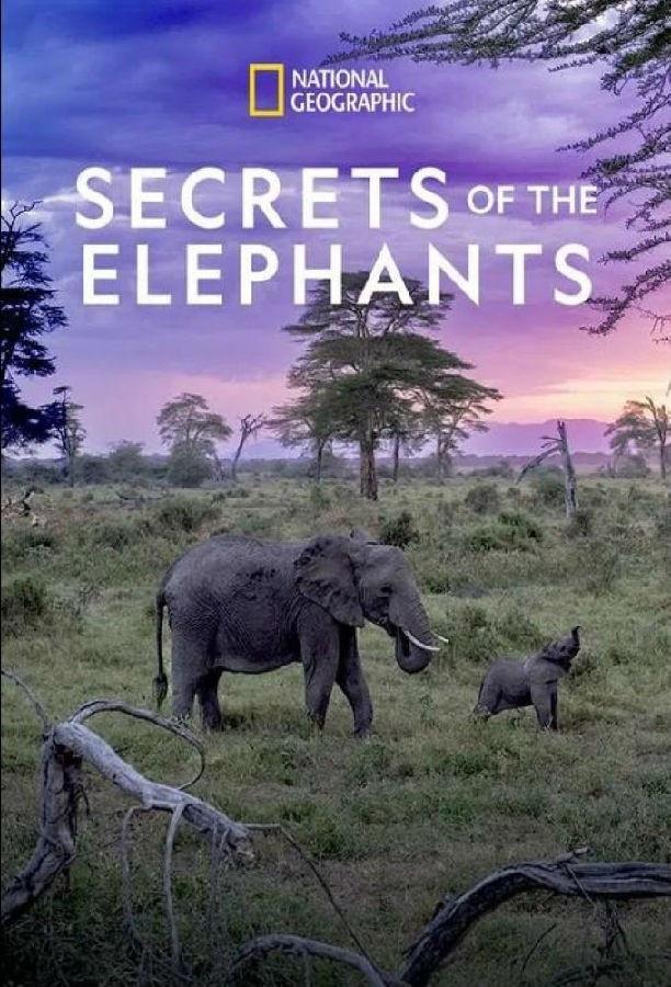 大象的秘密